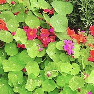 MÉLANGE GÉANTS DE CALIFORNIE TROPAEOLUM POT 5"