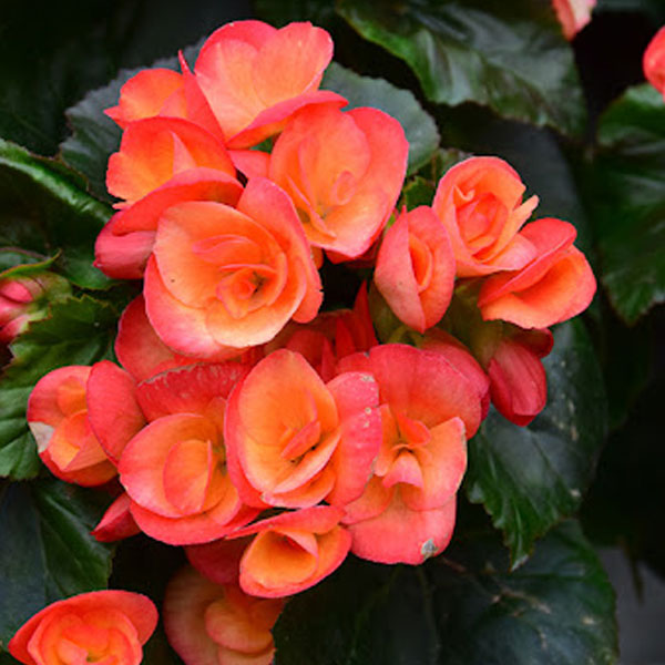 Bégonia 