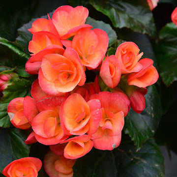 BÉGONIA CARNIVAL (BICOLORE-JAUNE-ROUGE) POT 5"