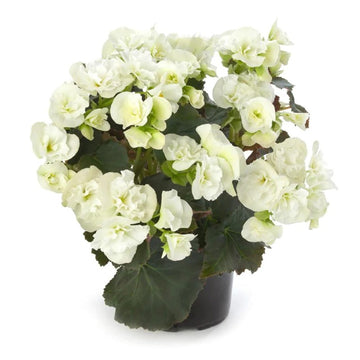 BÉGONIA CLARA (BLANC) POT DE 12 CM