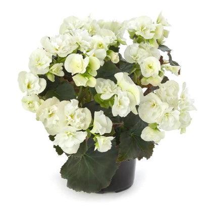Bégonia 