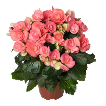 BÉGONIA NETJA FONCÉ (ROSE) POT DE 5"