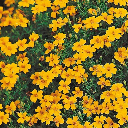 Tagetes Signata (Box of 9 Plants)