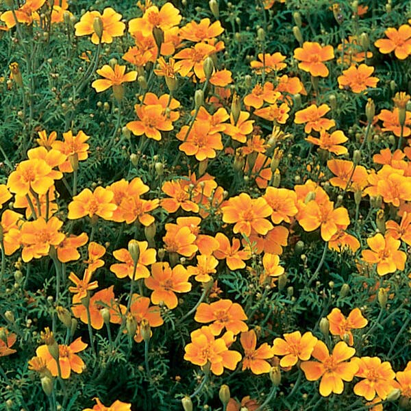 Tagètes Signata (Boîte de 9 Plants)