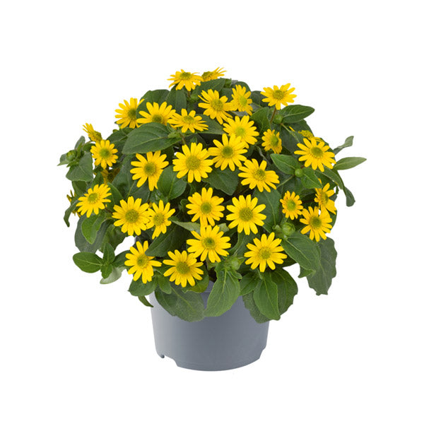 Sanvitalia, pot de 11,4 cm