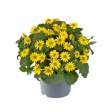 SANVITALIA MILLION SUNS GOLD POT DE 11,4 CM