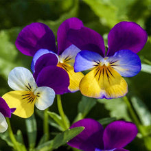 VIOLETTE CORNUTA. PENSÉE SAUVAGE 11,43 CM POT