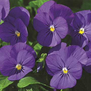 Pensée Viola 'Penny Deep Blue' en pot de 4,5 pouces