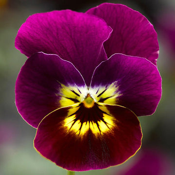 PENSÉE CORNUE VIOLETTE PRIM POT 11,4 CM