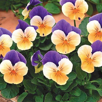 PENSÉE VIOLA PENNY ORANGE JUMP-UP EN POT DE 11,5 CM