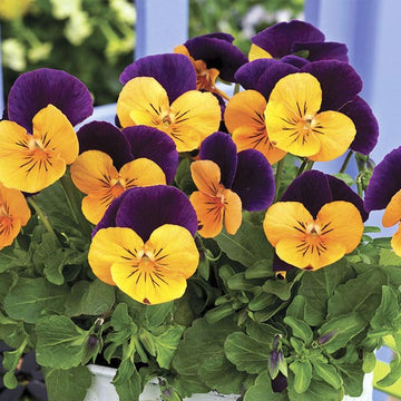 PENSÉE VIOLETTE PENNY PEACH JUMP-UP POT DE 11,4 CM