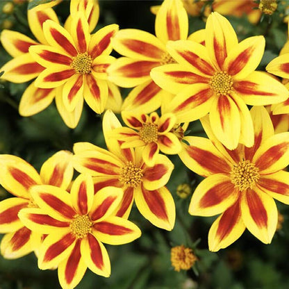 Bidens Ferulifolia
