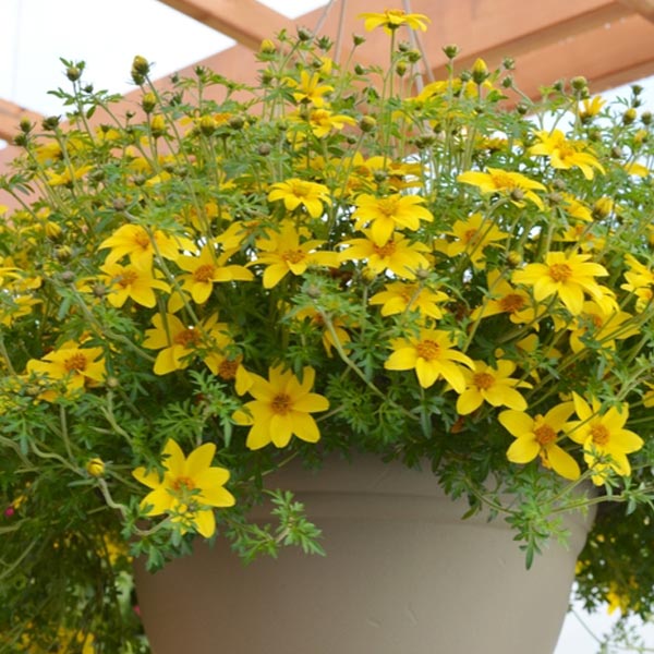 Bidens Ferulifolia
