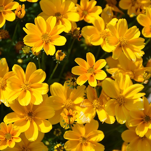 Bidens Ferulifolia