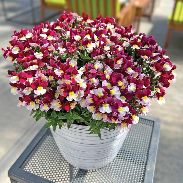 Nemesia Escential 4.5" Pot
