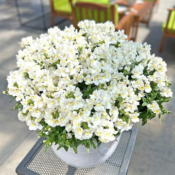 NEMESIA ESCENTIAL SNOWBERRY 4.5" POT