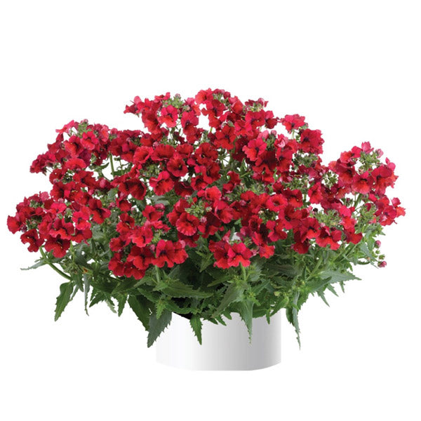 Nemesia Escential 4.5" Pot