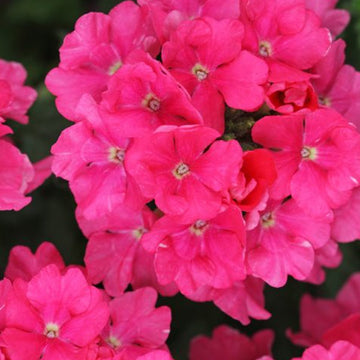 ESTRELLA PINK