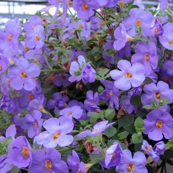 Bacopa Sutera Spp. 2Ppp Epic