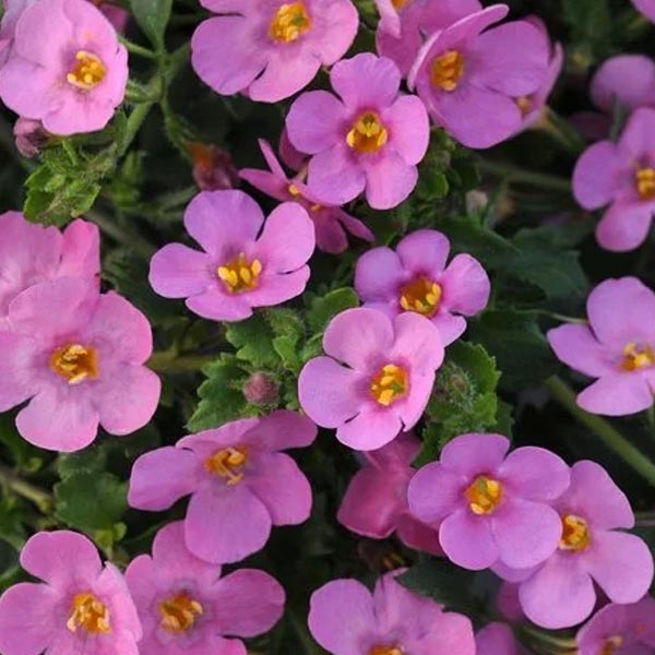 Bacopa Sutera Spp. 2Ppp Epic