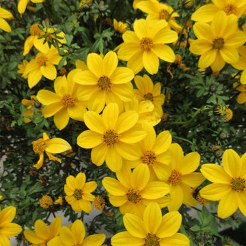 BIDENS FERULIFOLIA NAMID EARLY  Yellow