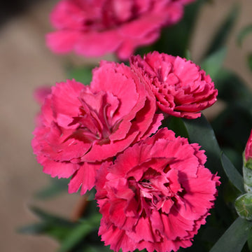 DIANTHUS SPP OSCAR CHERRY AND VELVET 5" POT