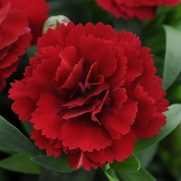 Dianthus