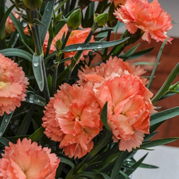 Dianthus