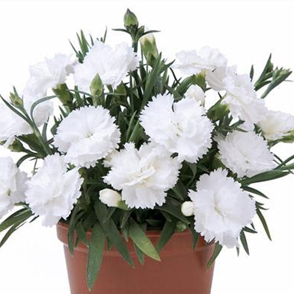 Dianthus