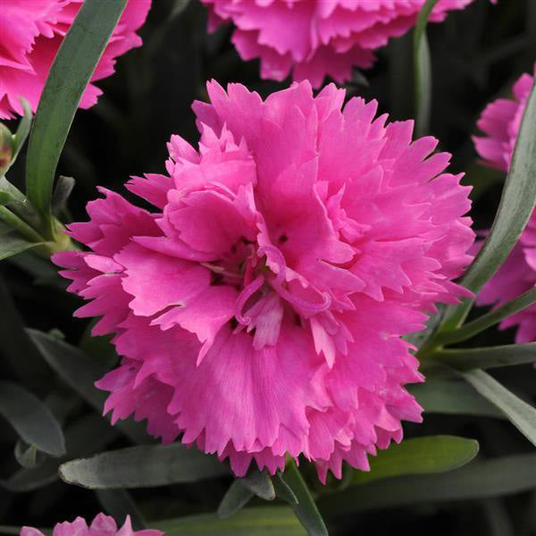 Dianthus