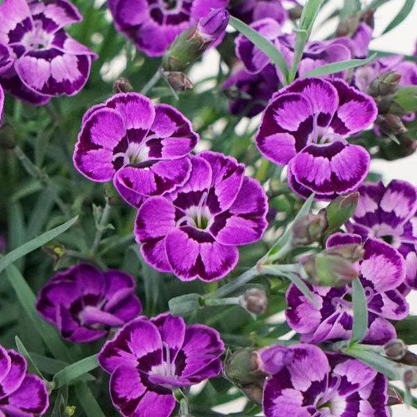 Dianthus