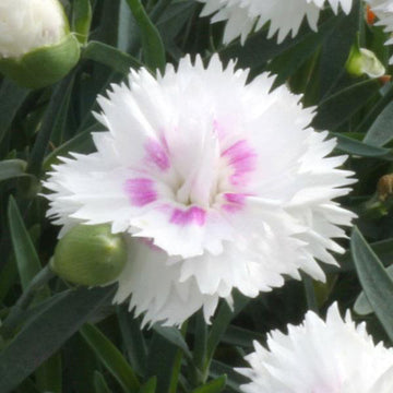 DIANTHUS SPP. EVERLAST WHITE EYE 5" POT