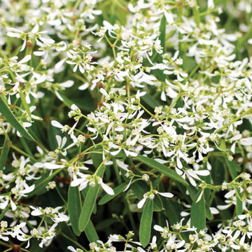 EUPHORBIA HYPERICIFOLIA EUPHORBIA STARBLAST BLANC POT 4.5"