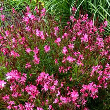 GAURA LINDHEIMERI GAURA BELLEZA ROSE FONCÉ POT DE 6"