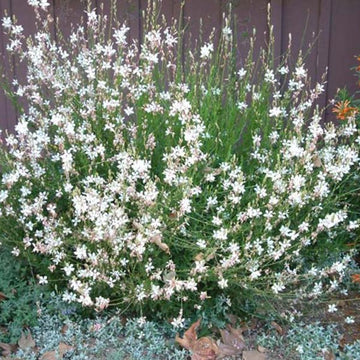 GAURA LINDHEIMERI GAURA BELLEZA WHITE pot de 6 po