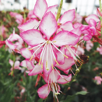 GAURA LINDHEIMERI GAURIELLA BICOLOR POT DE 6 PO