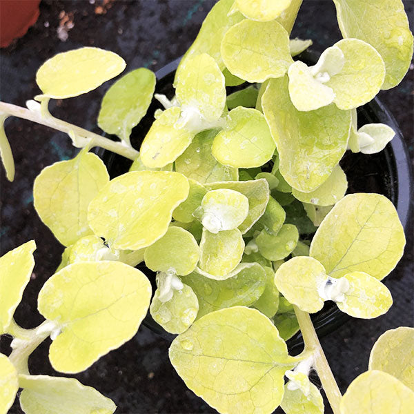Helichrysum 4.5" Pot