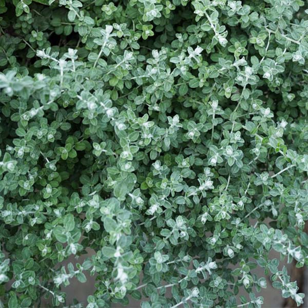 Helichrysum 4.5" Pot