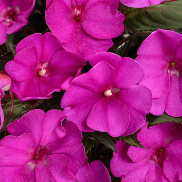 Impatiens X Hawkeri Sunpatiens Compact ( Gallon )