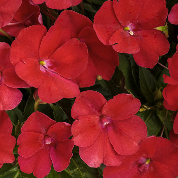 Impatiens X Hawkeri Sunpatiens Compact ( Gallon )