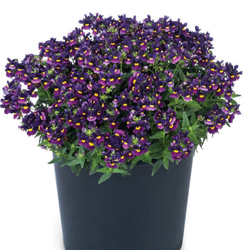 NEMESIA ESCENTIAL BUMBLEBERRY 4.5" POT