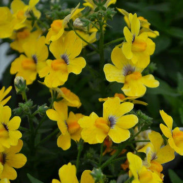 NEMESIA NESIA SUNSHINE 4.5" POT