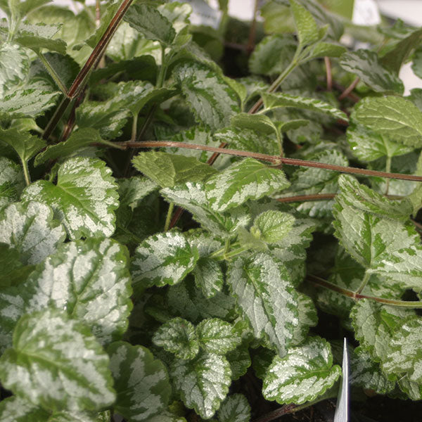 Plante-Accompagnement 4.5" Pot
