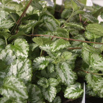 PLANTES D'ACCOMPAGNEMENT 2PPP LAMIASTRUM