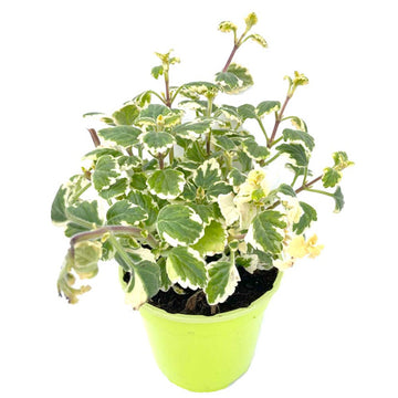 PLANTE-ACCOMPAGNEMENT PLECTRANTHUS COLEOÏDE P