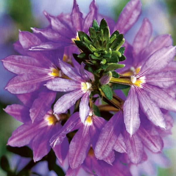 Scaevola 4.5" Pot