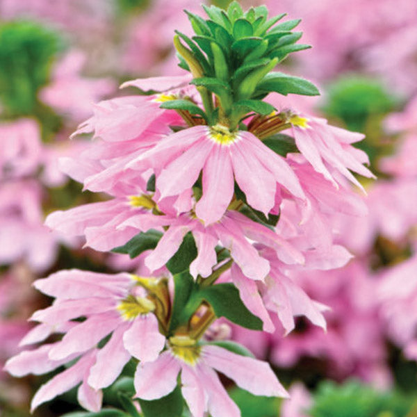Scaevola 4.5" Pot