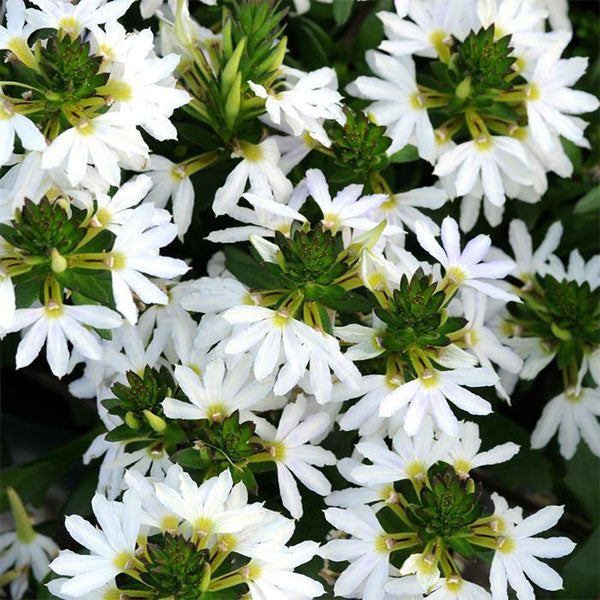 Scaevola 4.5" Pot