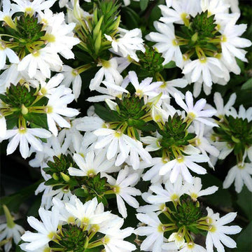 Scaevola aemula TOPPOT WHITE