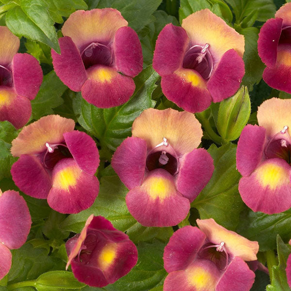 Torenia Moon 4.5" Pot